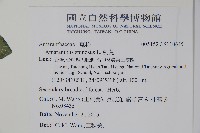 刺莧藏品圖，第2張