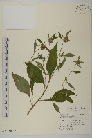 杓兒菜藏品圖，第2張