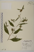 杓兒菜藏品圖，第3張