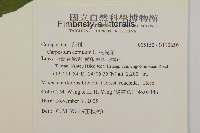 杓兒菜藏品圖，第4張