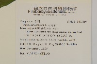 杓兒菜藏品圖，第6張