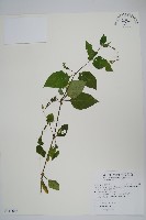 小花寬葉馬偕花藏品圖，第1張