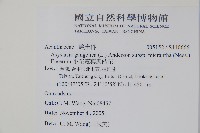 小花寬葉馬偕花藏品圖，第2張