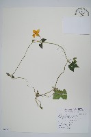 黑眼花藏品圖，第1張