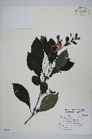 馬藍藏品圖，第1張