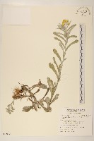 鼠麴草藏品圖，第1張