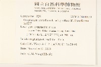 鼠麴草藏品圖，第2張