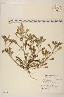 鼠麴舅藏品圖，第1張