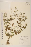 粗毛小米菊藏品圖，第1張