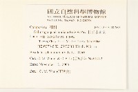 粗毛小米菊藏品圖，第2張