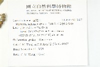 卵葉菜欒藤藏品圖，第2張