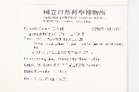 白花牽牛藏品圖，第2張