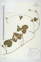 紅花野牽牛藏品圖，第1張