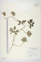 九爪藤藏品圖，第1張