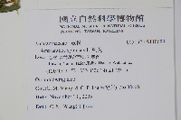 刺莧藏品圖，第2張