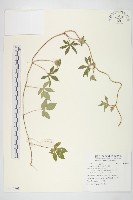 九爪藤藏品圖，第1張