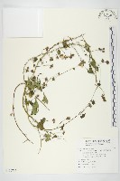 卵葉菜欒藤藏品圖，第1張