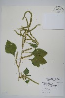 青莧藏品圖，第1張