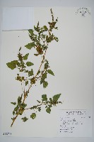 野莧菜藏品圖，第1張