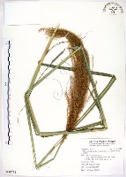 五節芒藏品圖，第1張