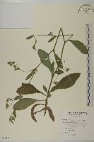 地膽草、毛蓮菜藏品圖，第1張
