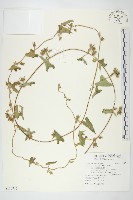 白花牽牛藏品圖，第1張