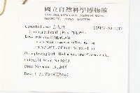 白花牽牛藏品圖，第2張