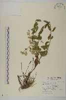 絨山白蘭藏品圖，第1張