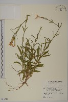 巴陵石竹藏品圖，第1張