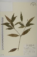 草珊瑚、紅果金粟蘭藏品圖，第1張