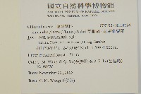 草珊瑚、紅果金粟蘭藏品圖，第2張