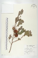 俄氏柿藏品圖，第1張