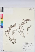 田代氏大戟藏品圖，第1張