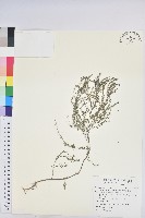 銳葉小還魂藏品圖，第1張