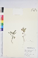 五蕊油柑藏品圖，第1張