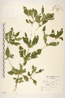 金腰箭藏品圖，第1張