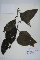 多子漿果莧藏品圖，第1張