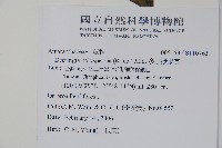 多子漿果莧藏品圖，第2張