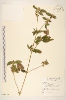 金腰箭藏品圖，第1張