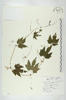 雙輪瓜藏品圖，第1張