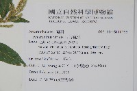 野莧菜藏品圖，第5張