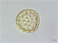 野莧菜藏品圖，第2張