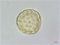 野莧菜藏品圖，第3張