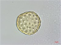 野莧菜藏品圖，第4張