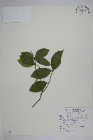 絡石藏品圖，第1張