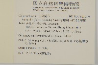 草珊瑚、紅果金粟蘭藏品圖，第2張