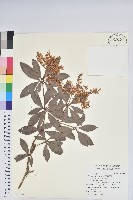 臺灣馬醉木藏品圖，第1張