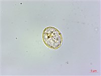 微頭花樓梯草藏品圖，第1張