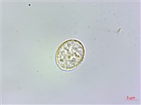 微頭花樓梯草藏品圖，第2張