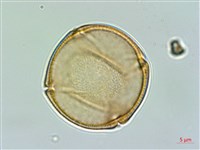 小羊蹄、刺果羊蹄藏品圖，第1張